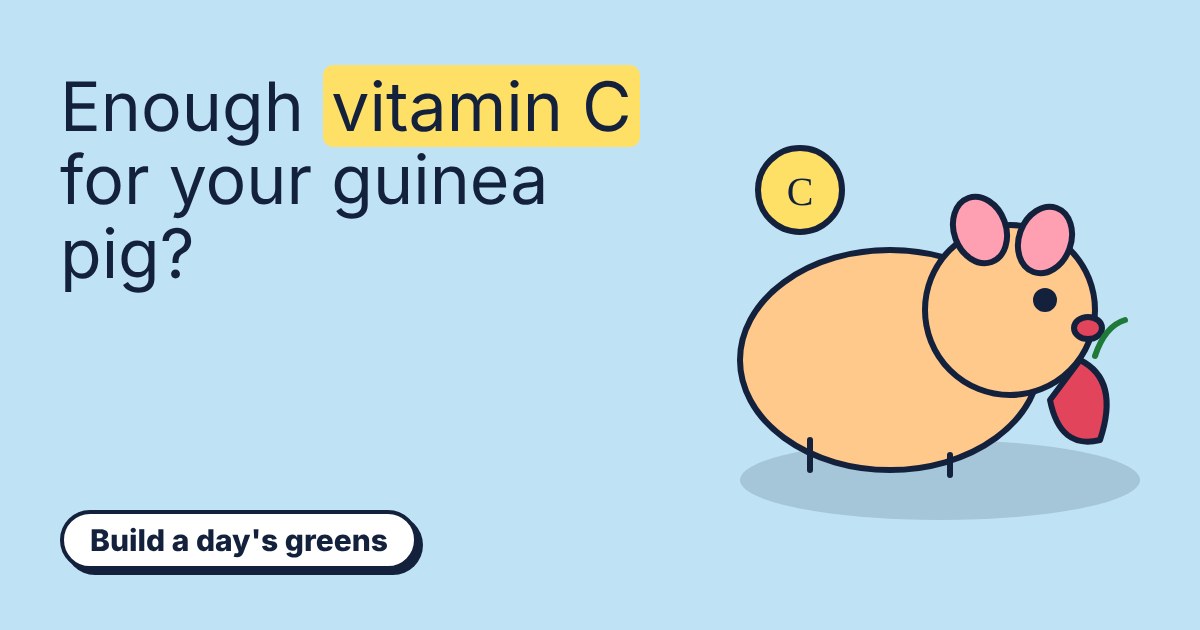 Cartoon guinea pig nibbling a red pepper slice next to a yellow vitamin C coin