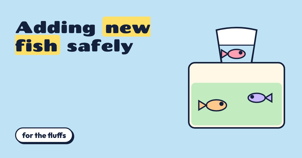 Cartoon aquarium with three colourful fish and a bag with a new fish floating on top