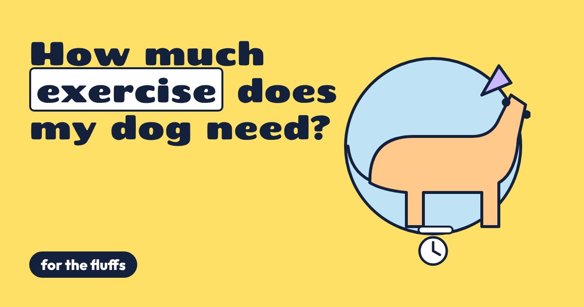 A cartoon dog standing in a blue circle with a small clock below it, on a yellow background