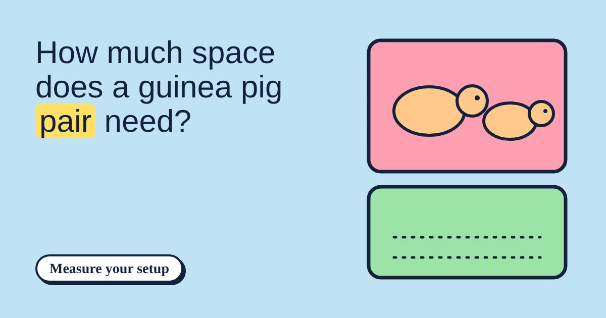 Two guinea pigs in a pink pen drawn to scale above a green exercise run