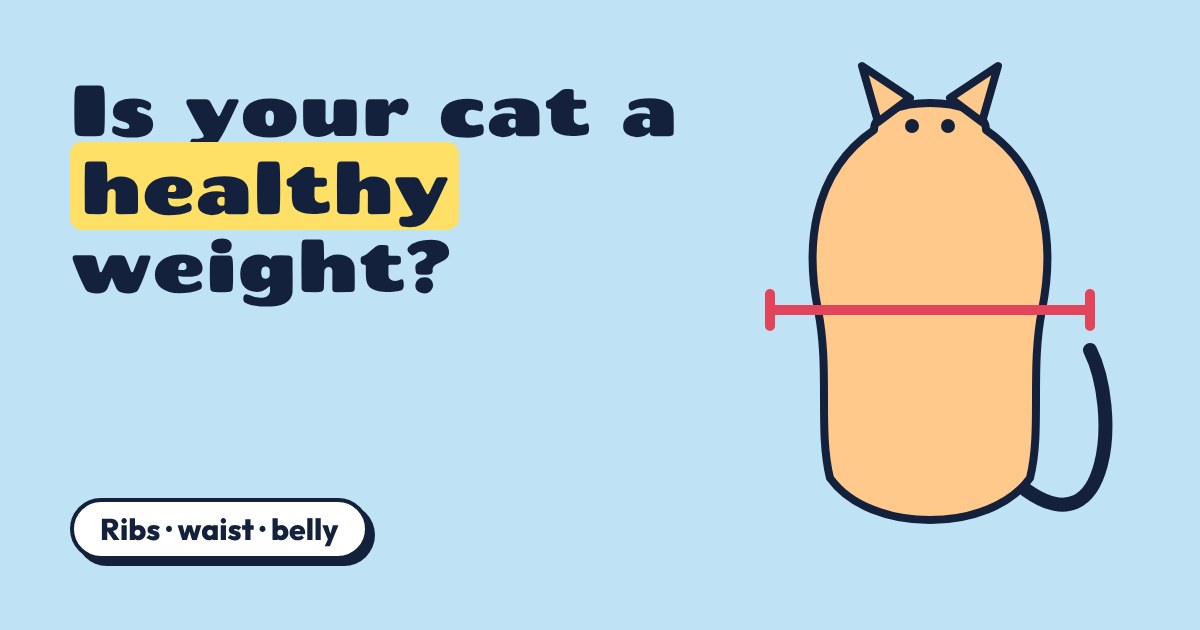 A cartoon cat seen from above with a red measuring line across its waist