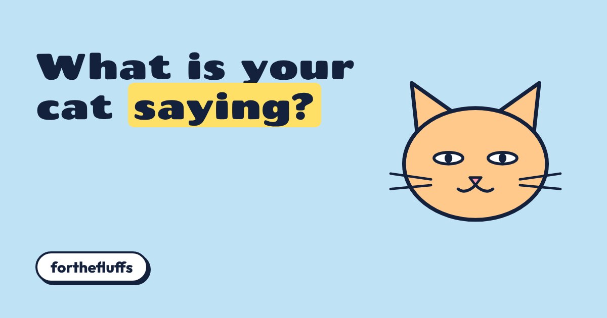 Cartoon orange cat face with half-closed relaxed eyes next to the title What is your cat saying?